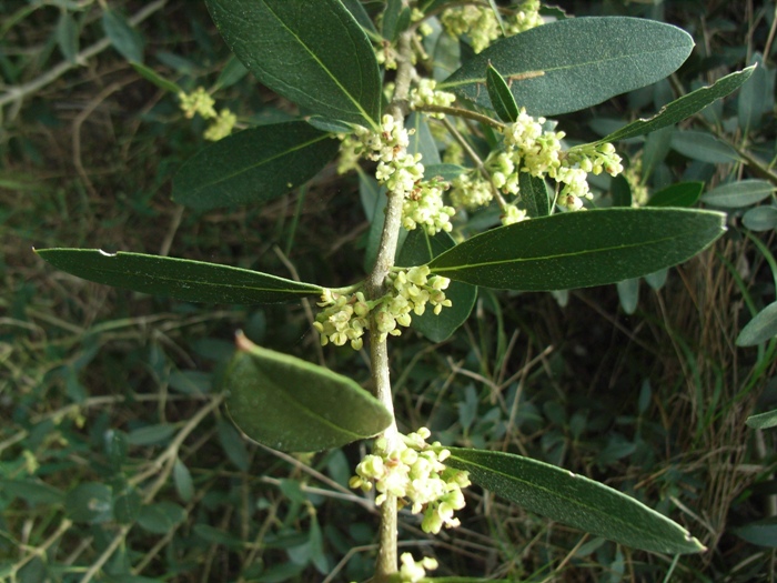 Phillyrea angustifolia